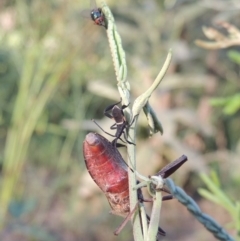 Mictis profana at Tennent, ACT - 4 Jan 2017