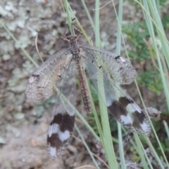 Glenoleon falsus (Antlion Lacewing) at Gigerline Nature Reserve - 4 Jan 2017 by michaelb