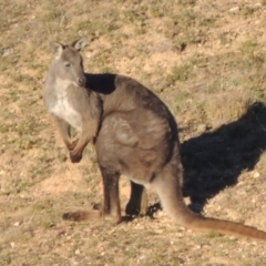 Osphranter robustus robustus (Eastern Wallaroo) at Gigerline Nature Reserve - 21 Jun 2017 by michaelb