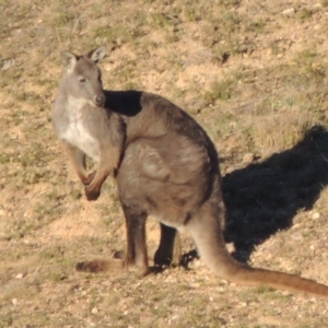 Osphranter robustus robustus at Tennent, ACT - 21 Jun 2017