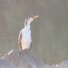 Microcarbo melanoleucos (Little Pied Cormorant) at Gigerline Nature Reserve - 21 Jun 2017 by michaelb