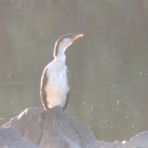 Microcarbo melanoleucos at Tennent, ACT - 21 Jun 2017 05:39 PM