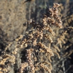 Artemisia verlotiorum (Chinese Mugwort) at Tennent, ACT - 21 Jun 2017 by michaelb