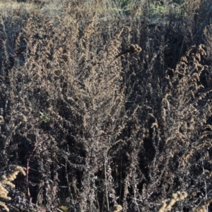 Artemisia verlotiorum at Tennent, ACT - 21 Jun 2017
