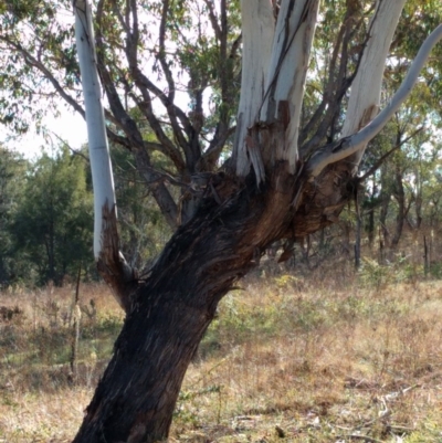 Strepera versicolor (Grey Currawong) at Greenway, ACT - 11 May 2017 by ozza