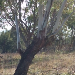 Strepera versicolor at Greenway, ACT - 11 May 2017