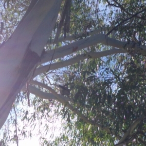 Strepera versicolor at Greenway, ACT - 11 May 2017