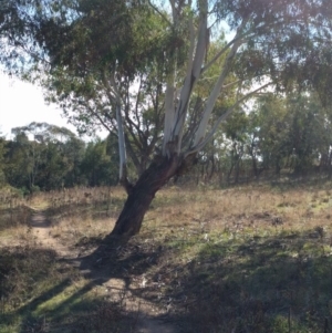 Strepera versicolor at Greenway, ACT - 11 May 2017