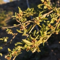 Atriplex semibaccata (Creeping Saltbush) at Gigerline Nature Reserve - 21 Jun 2017 by michaelb