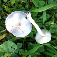 zz agaric (stem; gills white/cream) at Hughes, ACT - 21 Jun 2017 by ruthkerruish