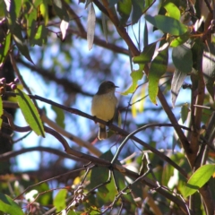 Acanthiza reguloides (Buff-rumped Thornbill) at Greenway, ACT - 21 Jun 2017 by MatthewFrawley