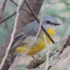 Eopsaltria australis (Eastern Yellow Robin) at Gigerline Nature Reserve - 2 Mar 2014 by michaelb