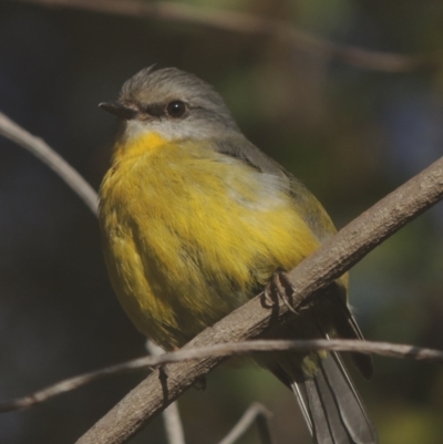 Eopsaltria australis (Eastern Yellow Robin) at Gigerline Nature Reserve - 20 Jun 2017 by michaelb