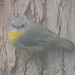 Eopsaltria australis (Eastern Yellow Robin) at Kioloa, NSW - 13 Jun 2014 by MichaelBedingfield