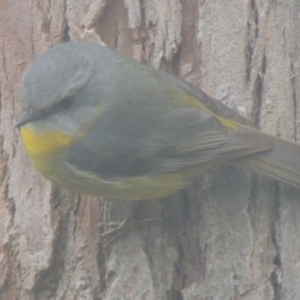 Eopsaltria australis at Kioloa, NSW - 13 Jun 2014 09:52 AM