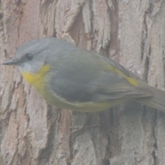 Eopsaltria australis at Kioloa, NSW - 13 Jun 2014 09:52 AM