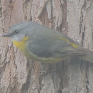 Eopsaltria australis at Kioloa, NSW - 13 Jun 2014 09:52 AM