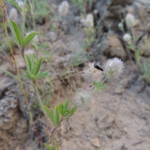 Trifolium arvense var. arvense at Tennent, ACT - 4 Jan 2017