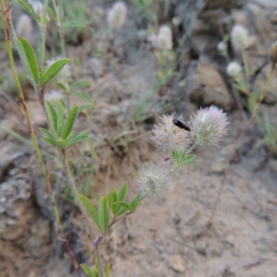 Trifolium arvense var. arvense (Haresfoot Clover) at Gigerline Nature Reserve - 4 Jan 2017 by michaelb