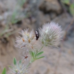 Alleculinae sp. (Subfamily) at Tennent, ACT - 4 Jan 2017