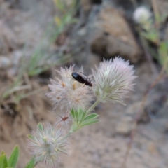 Alleculinae sp. (Subfamily) at Tennent, ACT - 4 Jan 2017