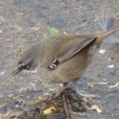 Sericornis frontalis (White-browed Scrubwren) at Fyshwick, ACT - 27 Sep 2014 by michaelb