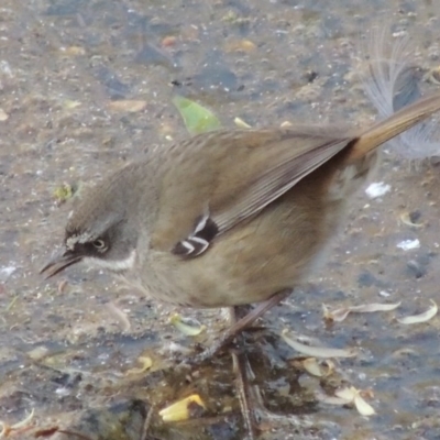 Sericornis frontalis (White-browed Scrubwren) at Jerrabomberra Wetlands - 27 Sep 2014 by michaelb