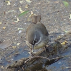 Sericornis frontalis at Fyshwick, ACT - 27 Sep 2014 06:41 PM