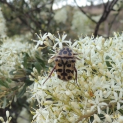 Neorrhina punctata (Spotted flower chafer) at Gigerline Nature Reserve - 4 Jan 2017 by michaelb