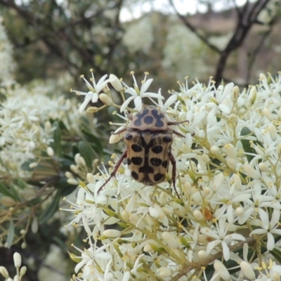 Neorrhina punctata (Spotted flower chafer) at Gigerline Nature Reserve - 4 Jan 2017 by michaelb