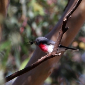 Petroica rosea at Googong, NSW - 31 Mar 2016