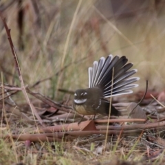 Rhipidura albiscapa (Grey Fantail) at Googong, NSW - 31 Mar 2016 by Wandiyali