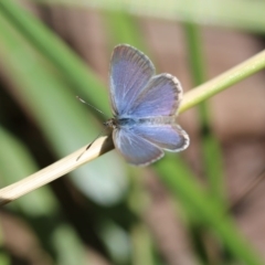 Zizina otis (Common Grass-Blue) at O'Connor, ACT - 19 Dec 2016 by ibaird