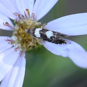 Glyphipterix chrysoplanetis at O'Connor, ACT - 18 Dec 2016