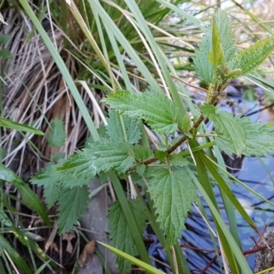 Urtica sp. (Nettle) at Booth, ACT - 23 Jun 2017 by LukeJ