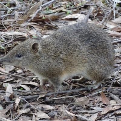 Isoodon obesulus obesulus (Southern Brown Bandicoot) at Tidbinbilla Nature Reserve - 15 Jun 2017 by roymcd