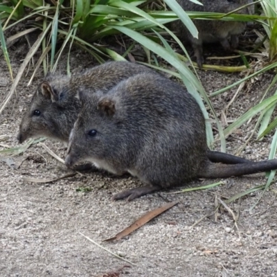 Potorous tridactylus (Long-nosed Potoroo) at Tidbinbilla Nature Reserve - 15 Jun 2017 by roymcd