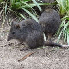 Potorous tridactylus at Paddys River, ACT - 15 Jun 2017