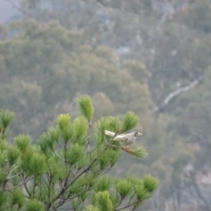 Manorina melanocephala at Red Hill, ACT - 16 Jun 2017