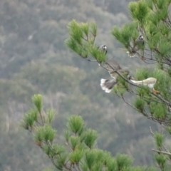 Manorina melanocephala at Red Hill, ACT - 16 Jun 2017