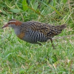 Gallirallus philippensis (Buff-banded Rail) at Watson Green Space - 16 Jun 2017 by roymcd