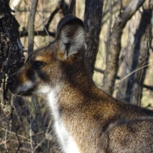 Notamacropus rufogriseus at Red Hill, ACT - 20 Jun 2017