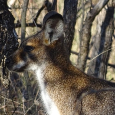 Notamacropus rufogriseus (Red-necked Wallaby) at Red Hill, ACT - 20 Jun 2017 by roymcd