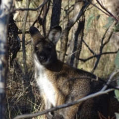 Notamacropus rufogriseus at Red Hill, ACT - 20 Jun 2017 04:29 PM