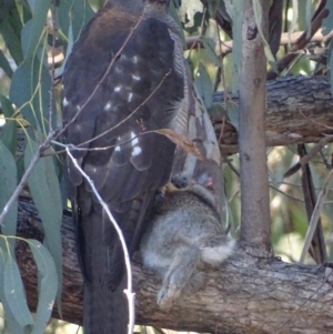 Accipiter fasciatus at Red Hill, ACT - 22 Jun 2017