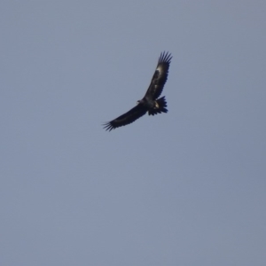 Aquila audax at Gordon, ACT - 15 Jun 2017 02:58 PM