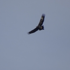 Aquila audax (Wedge-tailed Eagle) at Gordon, ACT - 15 Jun 2017 by roymcd