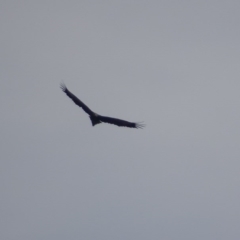 Aquila audax at Gordon, ACT - 15 Jun 2017 02:58 PM