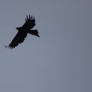 Aquila audax at Gordon, ACT - 15 Jun 2017 02:58 PM