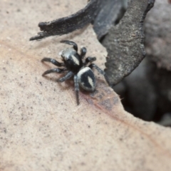 Salpesia sp. (genus) (Salpesia Jumping Spider) at Black Mountain - 18 Mar 2017 by DaveW